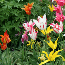 beautifulchaos flowers nature tulips springtime