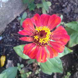 freetoedit flower red