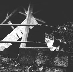 japan photography cat blackandwhite